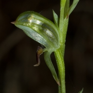 Pterostylis tunstallii at Termeil, NSW - 7 Jul 2009