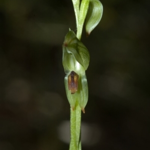 Pterostylis tunstallii at Termeil, NSW - 7 Jul 2009