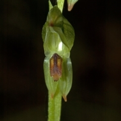 Pterostylis tunstallii at Termeil, NSW - 7 Jul 2009