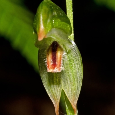 Pterostylis tunstallii (Granite Greenhood) at Red Rocks, NSW - 27 Apr 2012 by AlanS