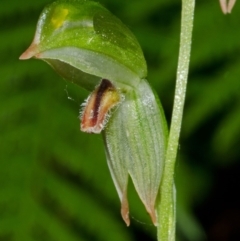 Pterostylis tunstallii at Red Rocks, NSW - 27 Apr 2012