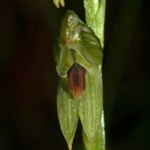 Pterostylis tunstallii at Jerrawangala, NSW - 26 Jun 2010