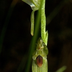 Pterostylis tunstallii at Jerrawangala, NSW - 26 Jun 2010