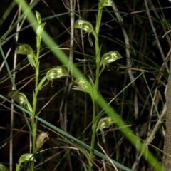 Pterostylis tunstallii at Jerrawangala, NSW - suppressed