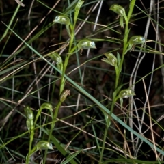 Pterostylis tunstallii at Jerrawangala, NSW - suppressed