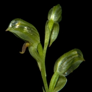 Pterostylis tunstallii at Tomerong, NSW - suppressed
