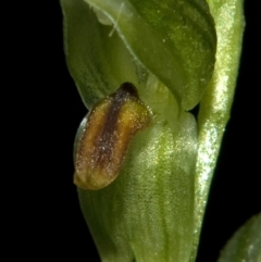 Pterostylis tunstallii at Tomerong, NSW - suppressed