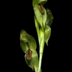 Pterostylis tunstallii at Tomerong, NSW - suppressed