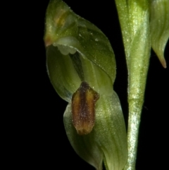 Pterostylis tunstallii at Tomerong, NSW - suppressed