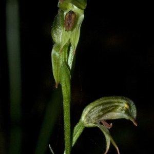 Pterostylis tunstallii at Jerrawangala, NSW - suppressed