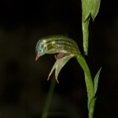 Pterostylis tunstallii at Jerrawangala, NSW - suppressed