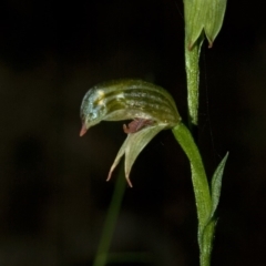 Pterostylis tunstallii at Jerrawangala, NSW - 7 Jul 2009