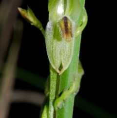 Pterostylis tunstallii (Granite Greenhood) at Jerrawangala, NSW - 27 Jun 2013 by AlanS