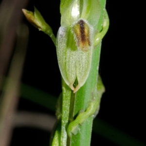 Pterostylis tunstallii at Jerrawangala, NSW - suppressed