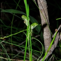 Pterostylis tunstallii at Jerrawangala, NSW - 27 Jun 2013