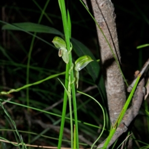 Pterostylis tunstallii at Jerrawangala, NSW - suppressed