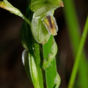 Pterostylis tunstallii at Jerrawangala, NSW - 27 Jun 2013