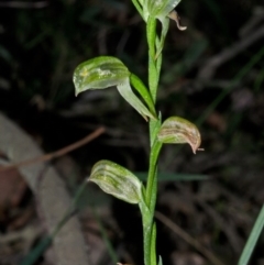 Pterostylis tunstallii at Jerrawangala, NSW - suppressed