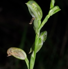 Pterostylis tunstallii at Jerrawangala, NSW - 27 Jun 2013