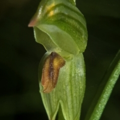 Pterostylis tunstallii (Granite Greenhood) at Yerriyong, NSW - 19 Jun 2007 by AlanS