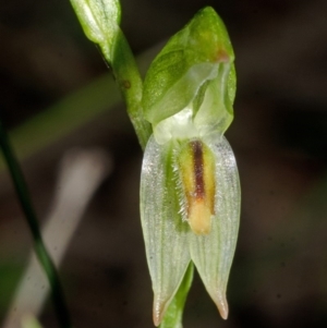 Pterostylis tunstallii at Jerrawangala, NSW - suppressed