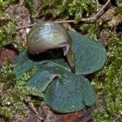 Corybas aconitiflorus (Spurred Helmet Orchid) at Bomaderry, NSW - 20 May 2010 by AlanS