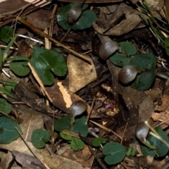 Corybas aconitiflorus (Spurred Helmet Orchid) at Jervis Bay National Park - 13 Jun 2009 by AlanS