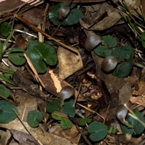 Corybas aconitiflorus at Comberton, NSW - suppressed