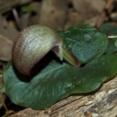 Corybas aconitiflorus at Comberton, NSW - suppressed