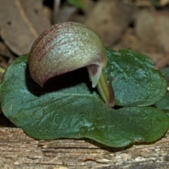 Corybas aconitiflorus at Comberton, NSW - suppressed