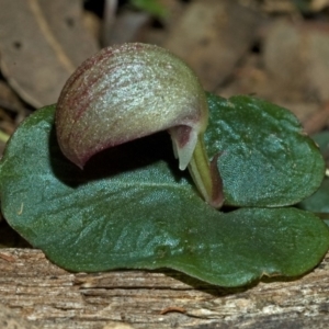 Corybas aconitiflorus at Comberton, NSW - suppressed