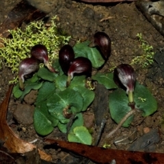 Corybas aconitiflorus (Spurred Helmet Orchid) at Budgong, NSW - 20 Jun 2009 by AlanS