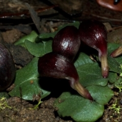 Corybas aconitiflorus at Budgong, NSW - suppressed