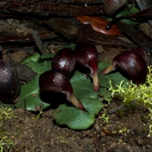 Corybas aconitiflorus at Budgong, NSW - suppressed