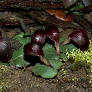 Corybas aconitiflorus at Budgong, NSW - 21 Jun 2009