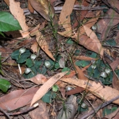 Corybas aconitiflorus (Spurred Helmet Orchid) at Budgong, NSW - 15 Jun 2016 by AlanS