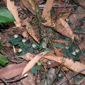 Corybas aconitiflorus at Budgong, NSW - suppressed