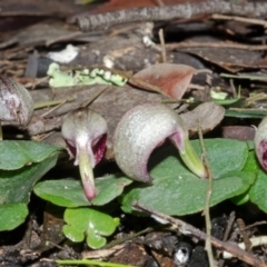 Corybas aconitiflorus (Spurred Helmet Orchid) at Budgong, NSW - 20 Jun 2015 by AlanS