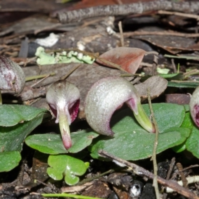 Corybas aconitiflorus (Spurred Helmet Orchid) at Bugong National Park - 19 Jun 2015 by AlanS