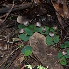 Corybas aconitiflorus at Budgong, NSW - suppressed