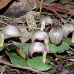 Corybas aconitiflorus at Budgong, NSW - suppressed