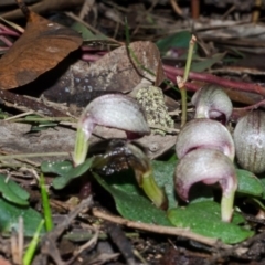 Corybas aconitiflorus at Budgong, NSW - 20 Jun 2015