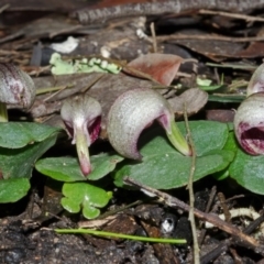 Corybas aconitiflorus at Budgong, NSW - suppressed