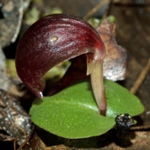 Corybas aconitiflorus at Callala Bay, NSW - 21 Jun 2009