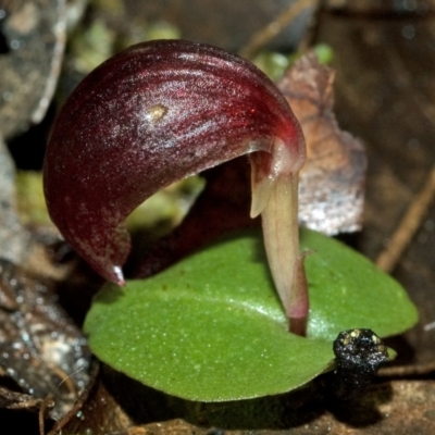 Corybas aconitiflorus (Spurred Helmet Orchid) at Callala Bay, NSW - 20 Jun 2009 by AlanS