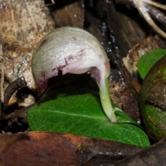 Corybas aconitiflorus (Spurred Helmet Orchid) at Jerrawangala, NSW - 21 May 2015 by AlanS
