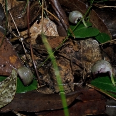 Corybas aconitiflorus at Jerrawangala, NSW - suppressed