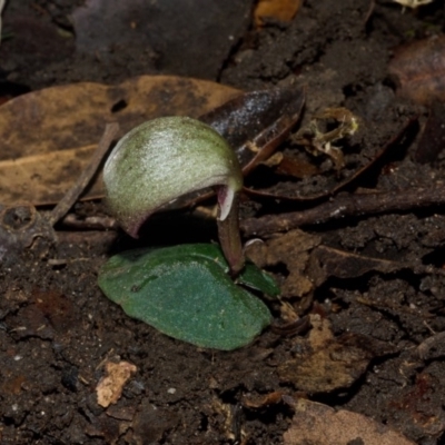 Corybas aconitiflorus (Spurred Helmet Orchid) at Yerriyong, NSW - 21 Apr 2012 by AlanS