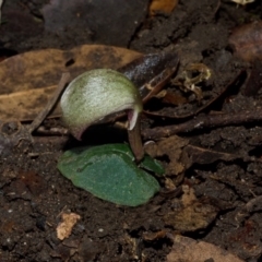 Corybas aconitiflorus (Spurred Helmet Orchid) at Colymea State Conservation Area - 20 Apr 2012 by AlanS