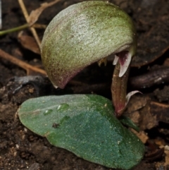 Corybas aconitiflorus at Yerriyong, NSW - 21 Apr 2012